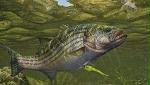 Smith Mountain Striper Club, Inc. Smith Mountain Striper Club, Inc.